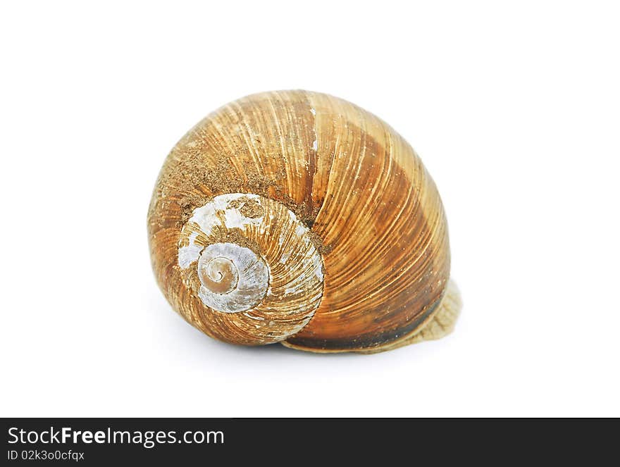 Snail shell isolated on white