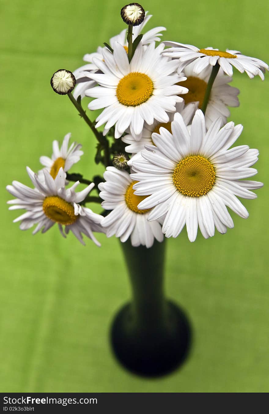 White daisies on a green background. White daisies on a green background.