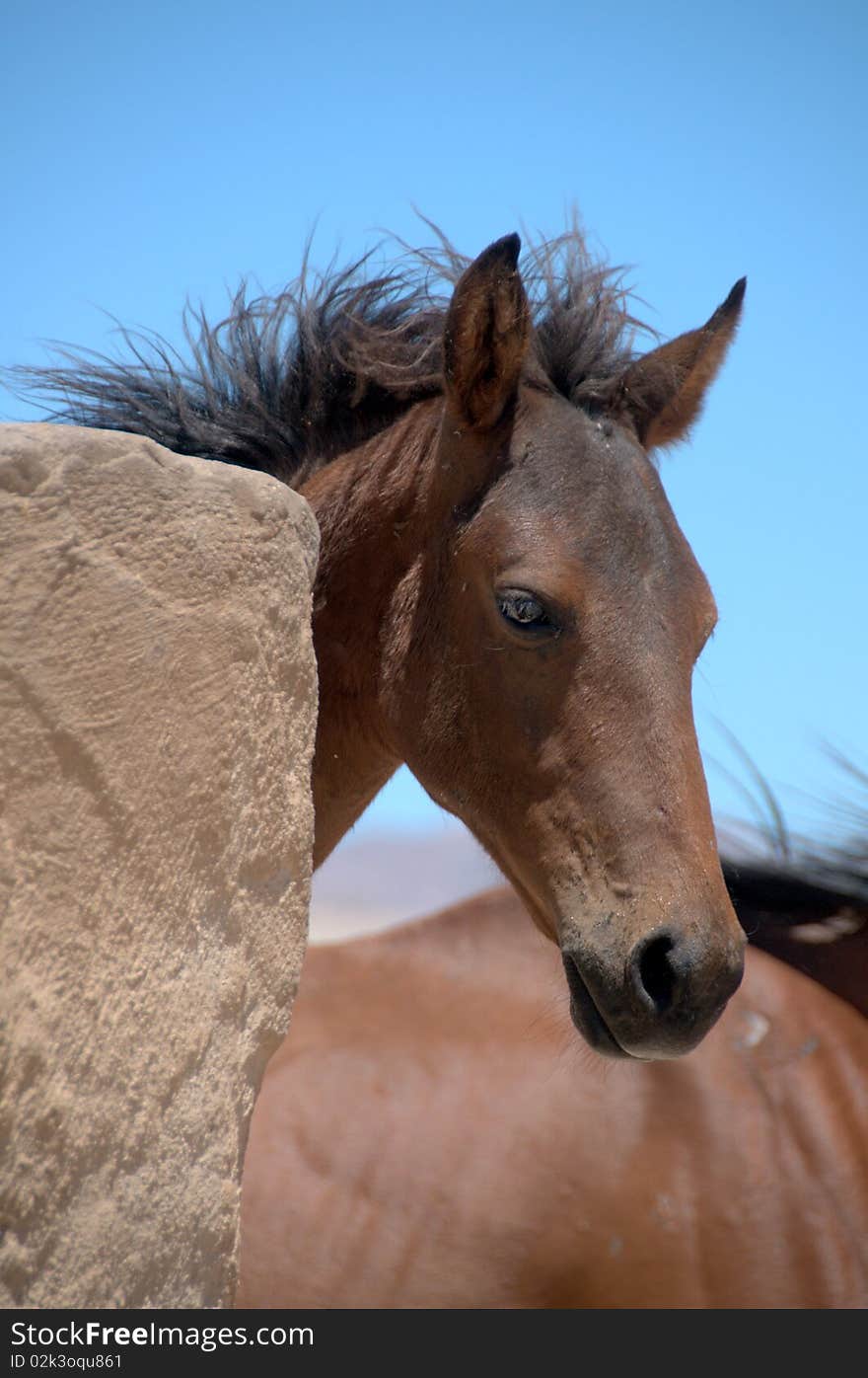 Foal of a wild horse in the desert with blue sky background, Namibia.