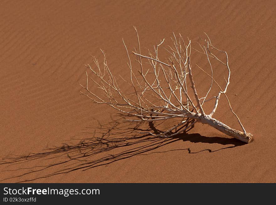 Dead tree branch with shadow laying on background of sand, Sossusvlei, Namibia.