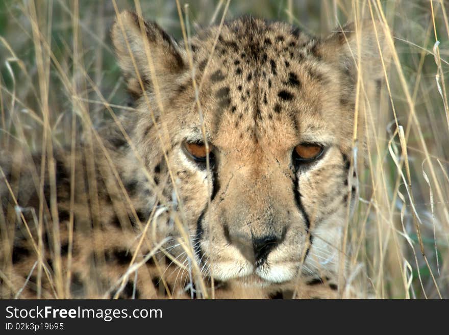 Cheetah (Acinonyx jubatus).