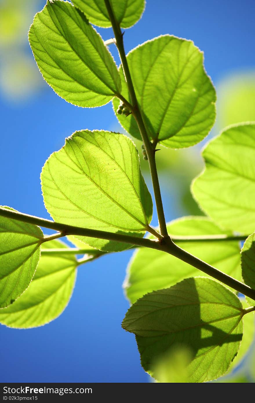 Detail on Beautiful Green Leaf