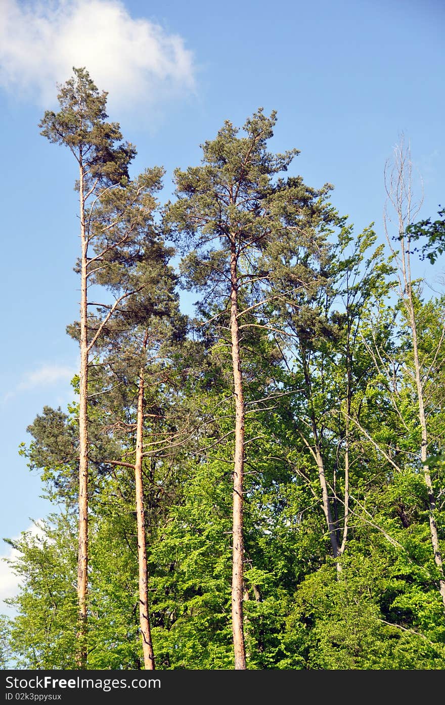 Large pine trees in bright spring sunlight