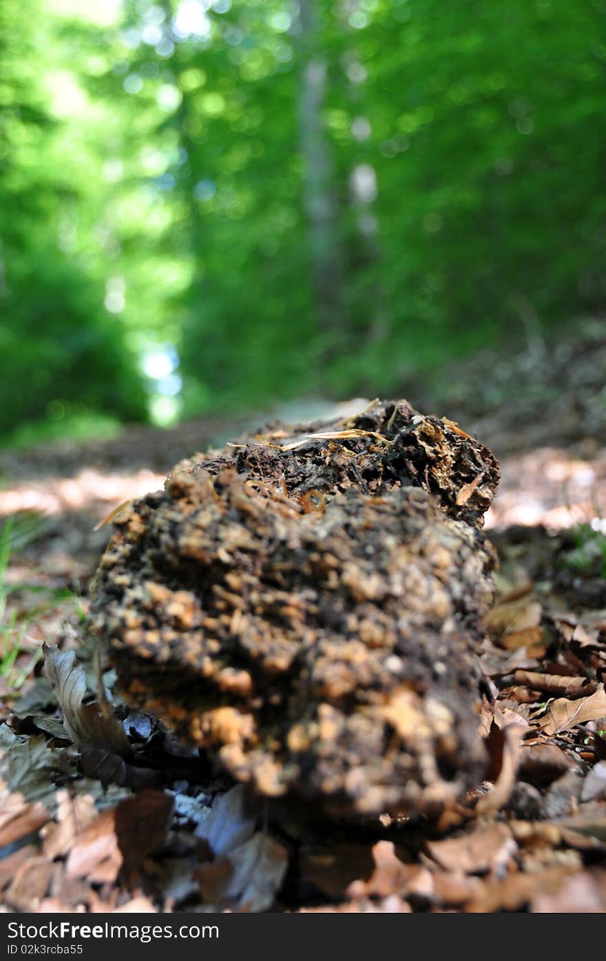 Rotten tree trunk with great texture in bright spring sunlight. Rotten tree trunk with great texture in bright spring sunlight