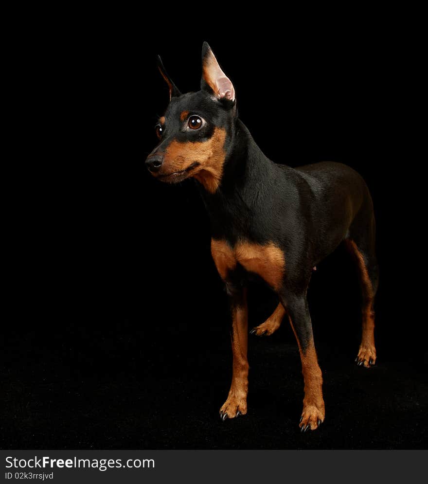 Black Miniature Pinscher