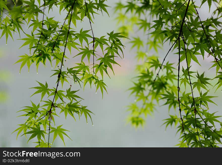 Green leaf in rain,hangzhou china