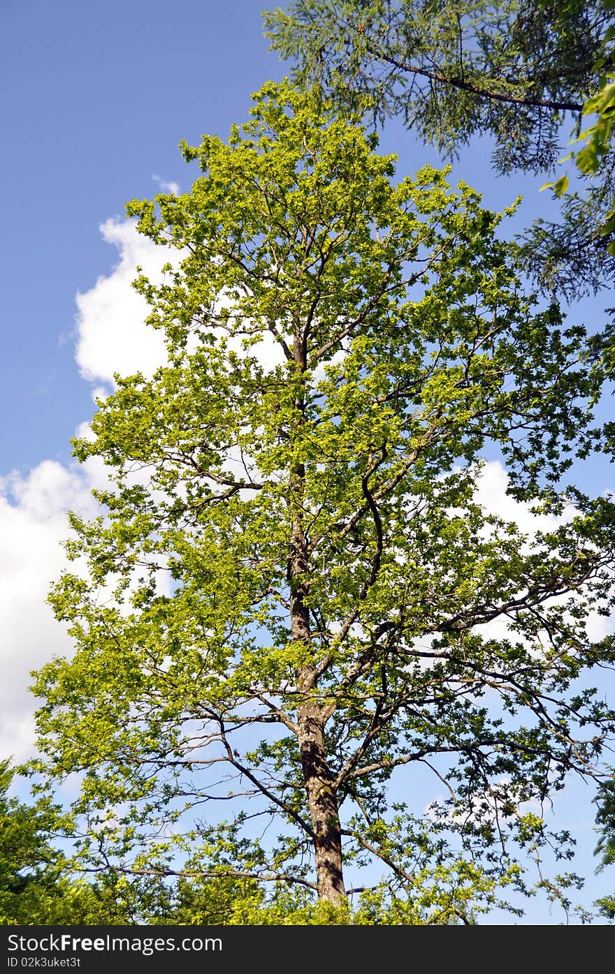 Large trees in bright spring sunlight with great clouds. Large trees in bright spring sunlight with great clouds