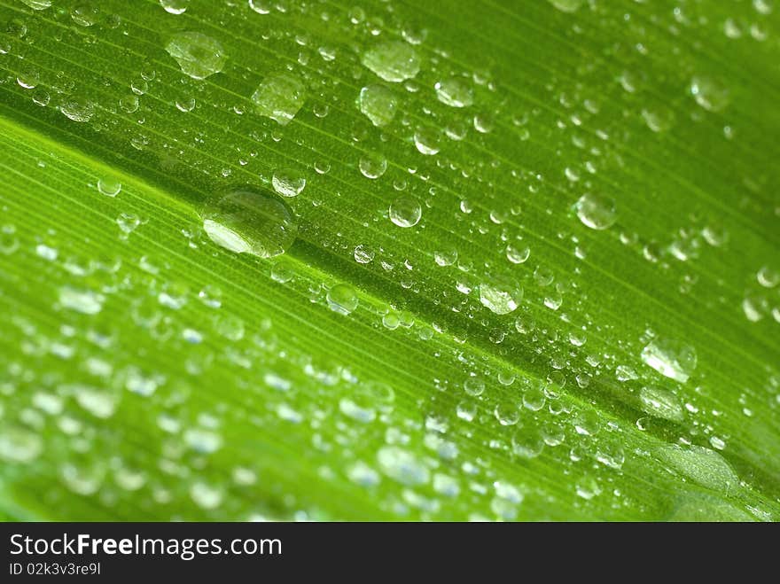 Drops of water on the green leaf. Drops of water on the green leaf