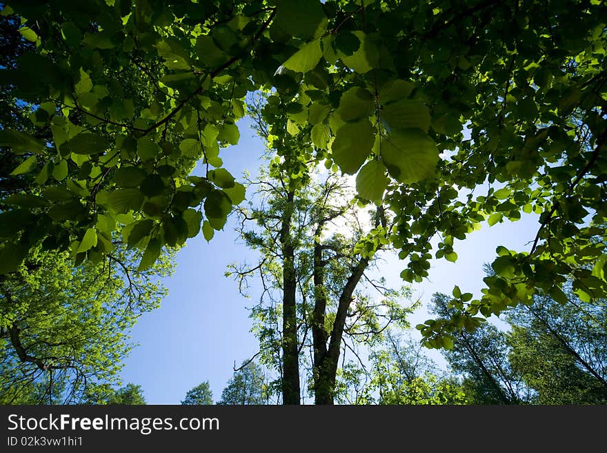 Blue sky with clouds and the green field