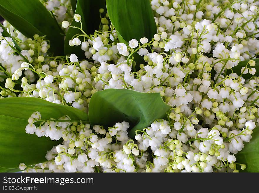 Blooming lilies of the valley