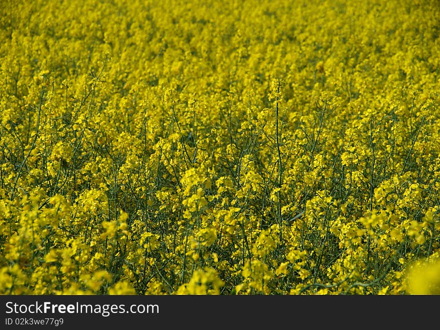 Closeup Of Yellow Rape Plants