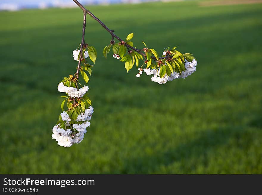 Close-up branch of bloom in spring