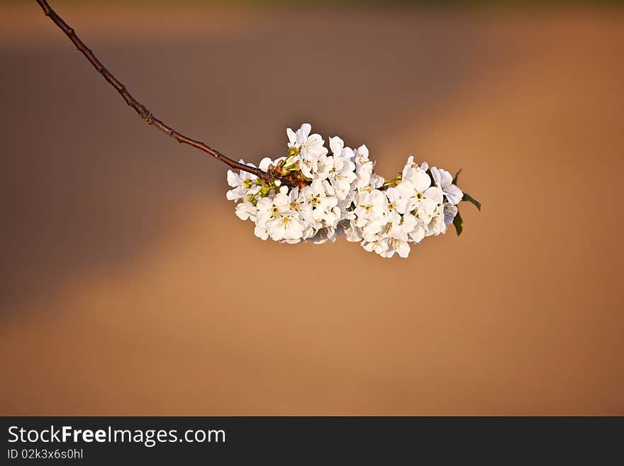 Close-up branch of bloom in spring