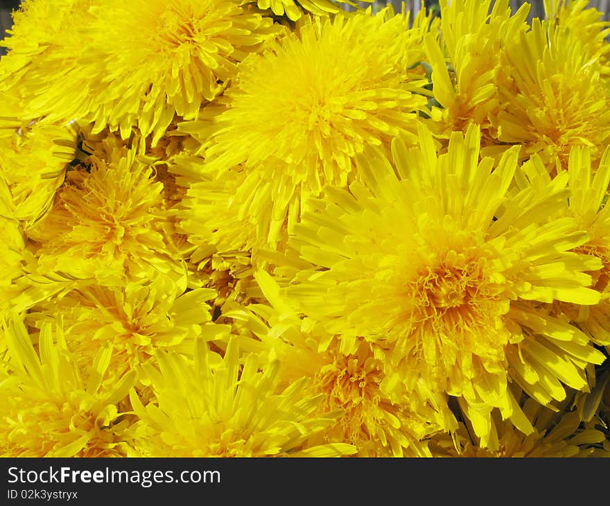 Bouquet of yellow dandelion field flowers as floral background. Bouquet of yellow dandelion field flowers as floral background