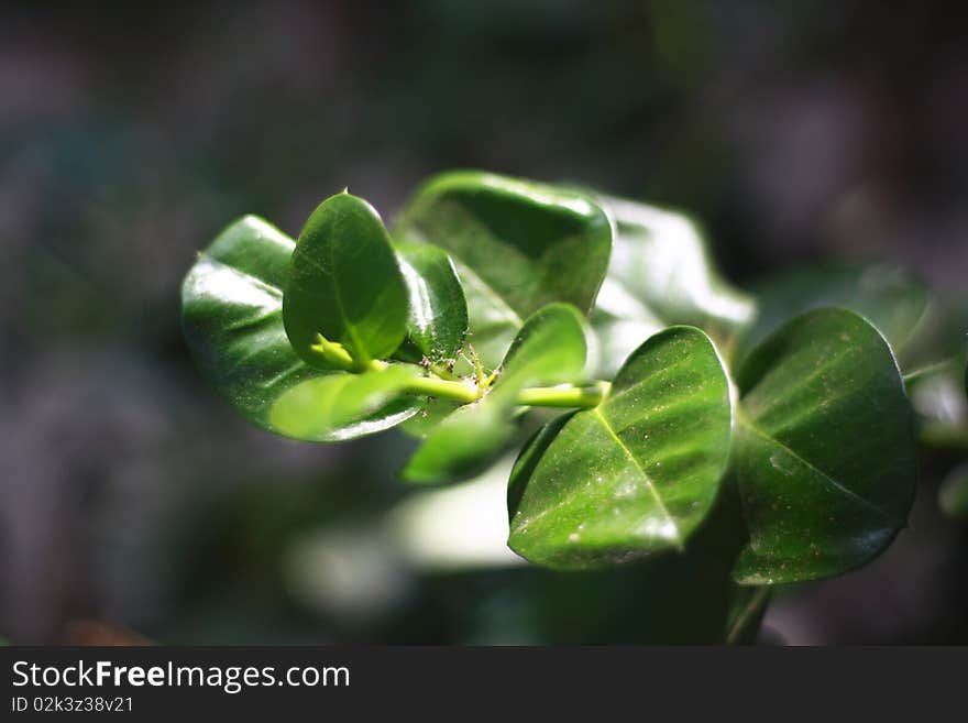 Plant shot in a tropical environment. Plant shot in a tropical environment