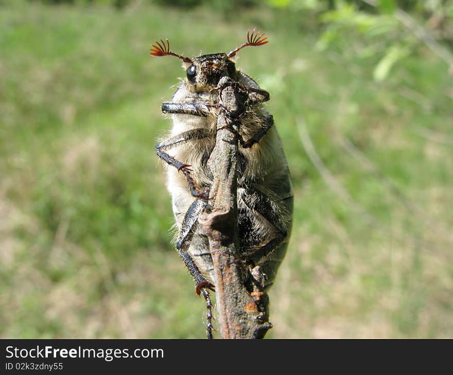 Brown may-bug beetle sitting on stick. Brown may-bug beetle sitting on stick
