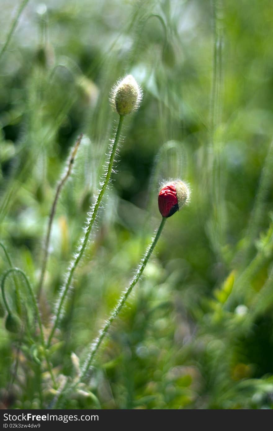 Poppy Flower Bud