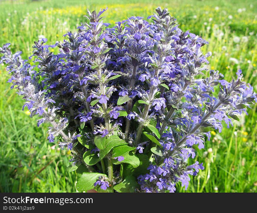 Bouquet of field violet flowers