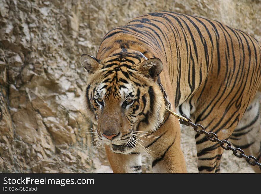 Tiger in Thailand temple kept under chain