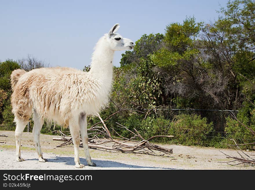 White Lama on a street in Chile