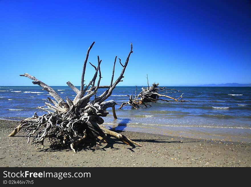 A couple of abandoned trees are brought by the sea storm on a beach. Their roots and branches are visible creating a moody atmosphere