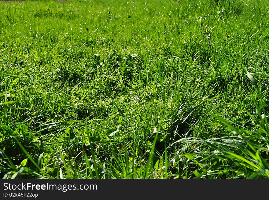 Green grass as background with brilliant dew in the sunshine