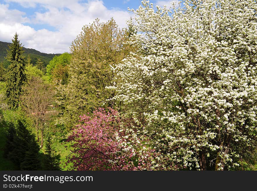 Flowering Of Quince And Wild Merry