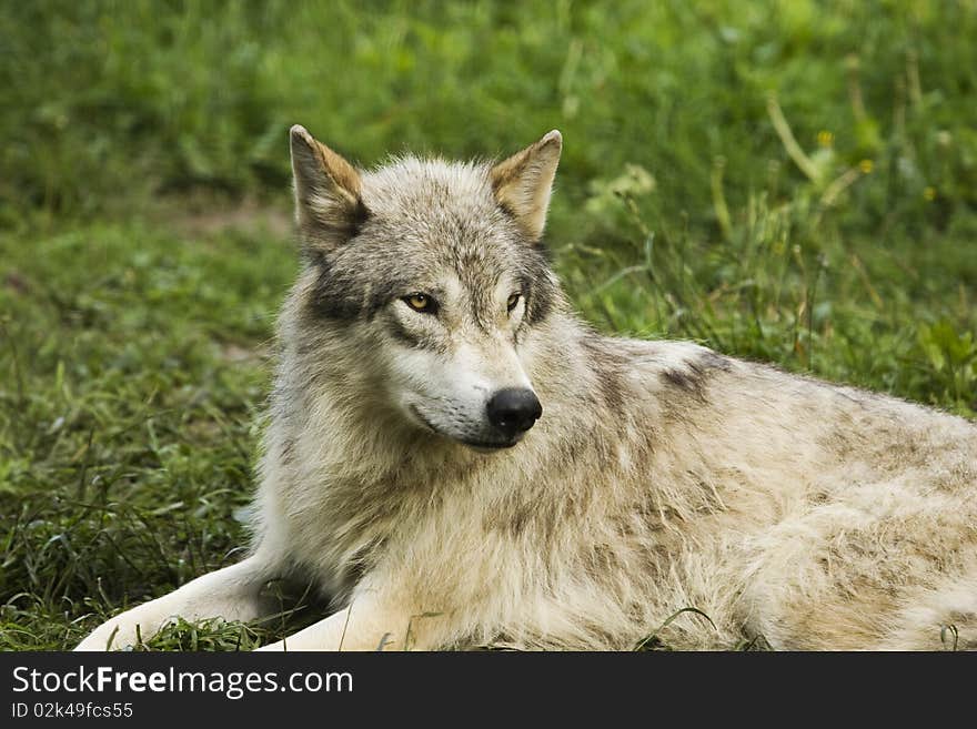 White Timer Wolf (Canis lupus lycaon) is lying in the green grass and is watching other animals in a park in europe. White Timer Wolf (Canis lupus lycaon) is lying in the green grass and is watching other animals in a park in europe.