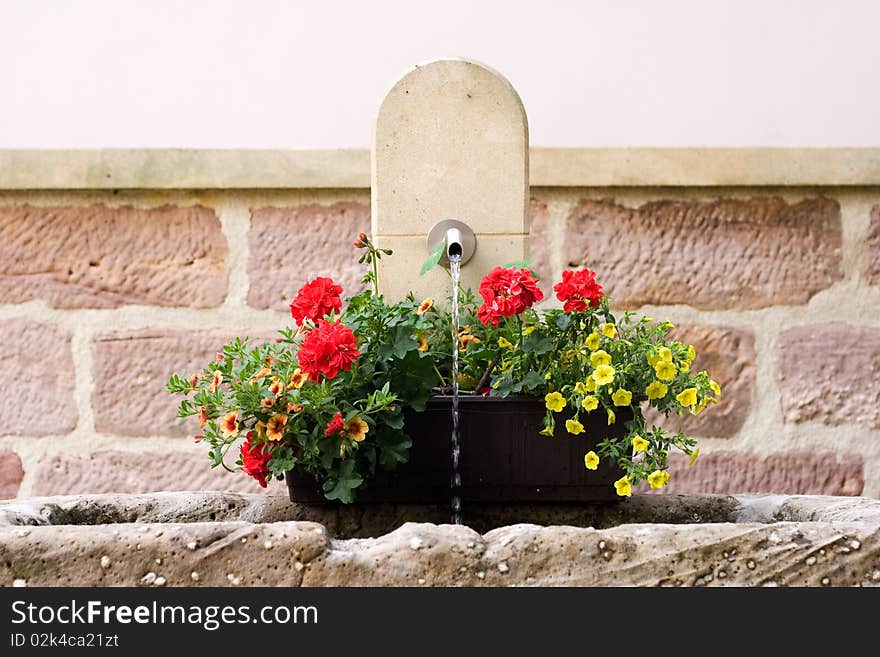 Spring Flowers on water fountain