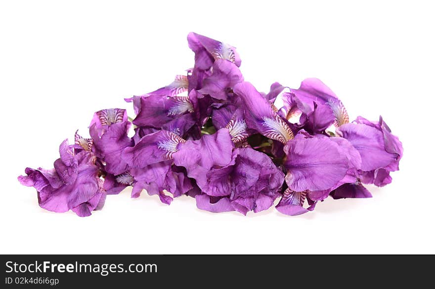 Flowers irises, on a white background, it is isolated. Flowers irises, on a white background, it is isolated.