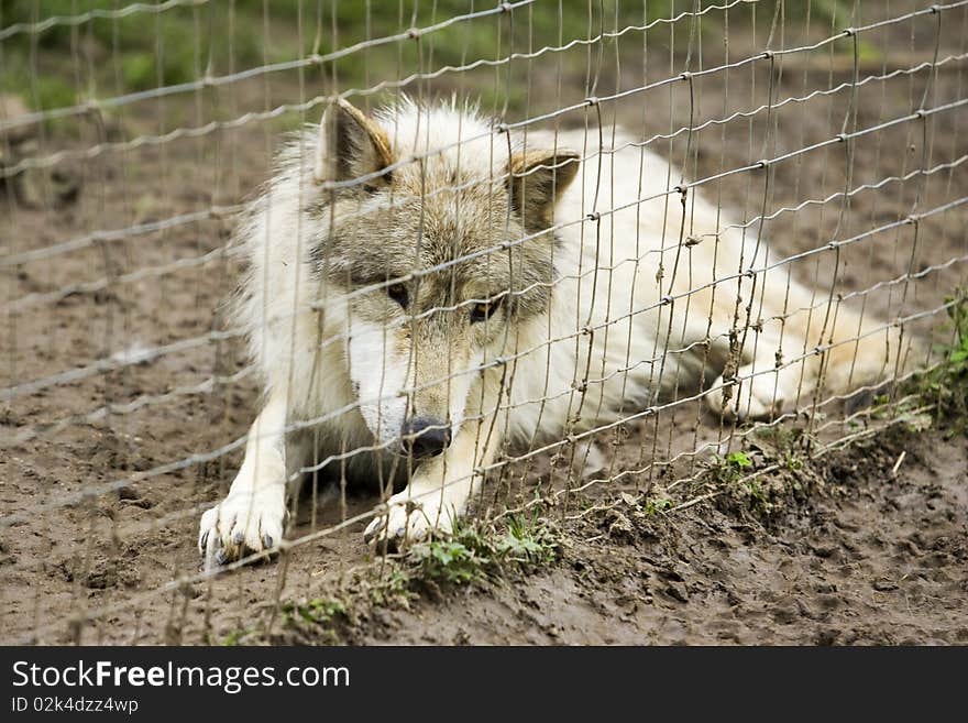 White Timer Wolf (Canis lupus lycaon) is lying on the floor behind the fence and is watching other wolfes. White Timer Wolf (Canis lupus lycaon) is lying on the floor behind the fence and is watching other wolfes.