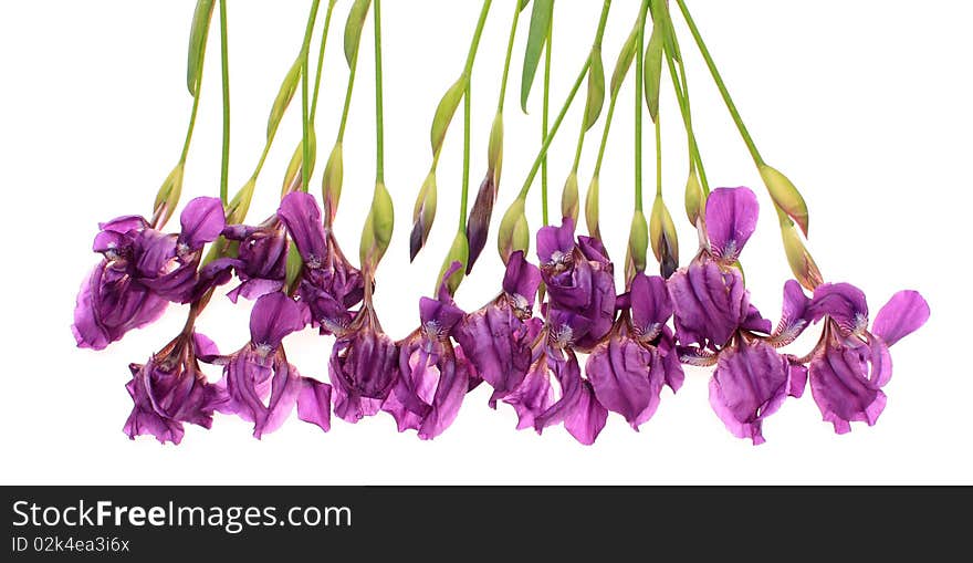 Flowers, irises, on a white background, it is isolated. Flowers, irises, on a white background, it is isolated.