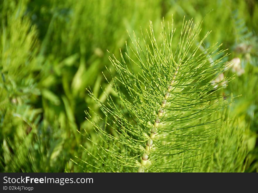 Green botanic background