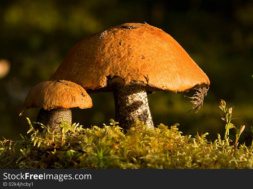 Two Orange-cap Boletus.