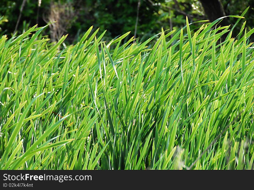 Green floral botanic background, grass on wind. Green floral botanic background, grass on wind