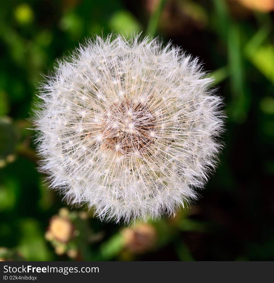 Beauty flower dandelion white, macro