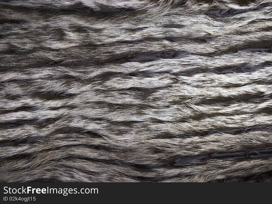 Closeup of beautiful fur