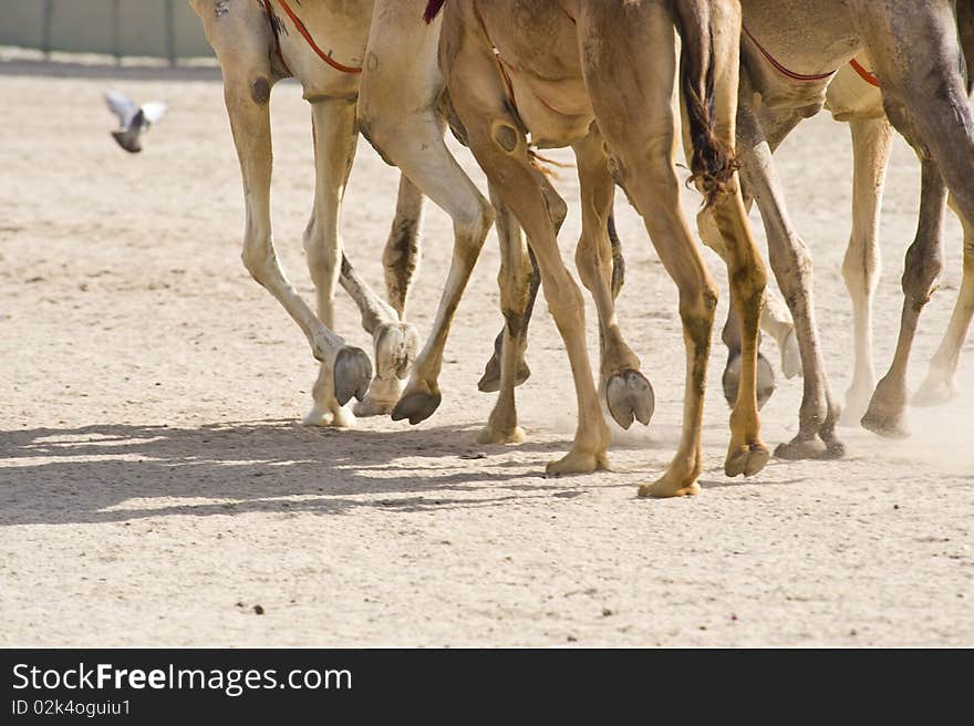 Camels at the races