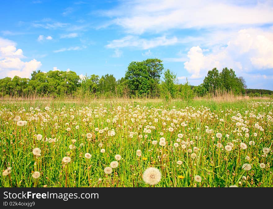 White dandelions in a grass