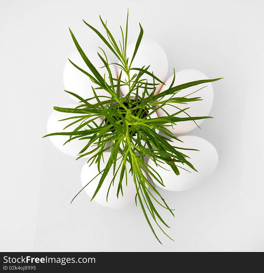 Green plant symbolizing new business idea. Green plant symbolizing new business idea