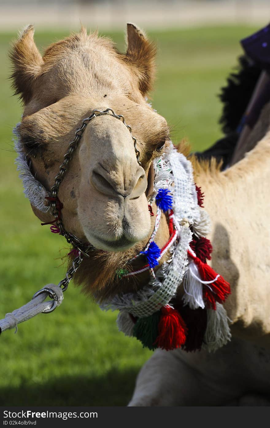 Camels at the races