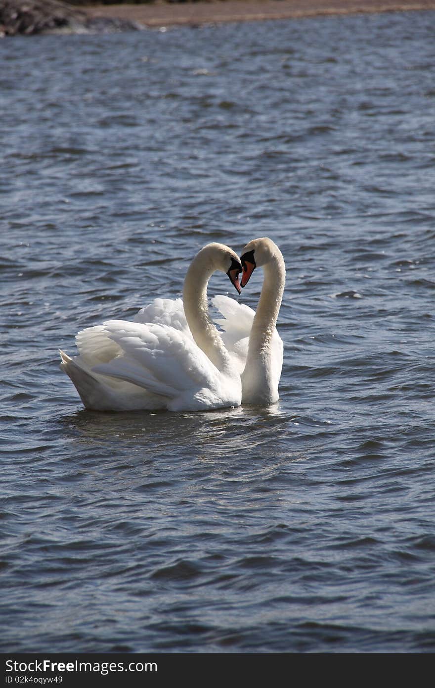 Swans