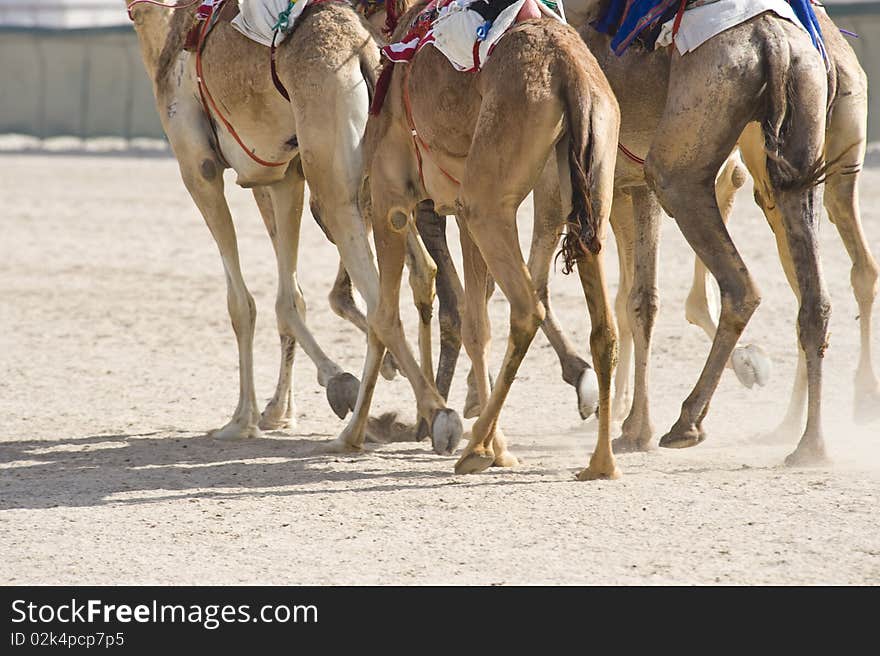 Camels at the races