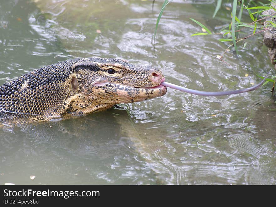 Savage varan salvator in Thailand. Savage varan salvator in Thailand