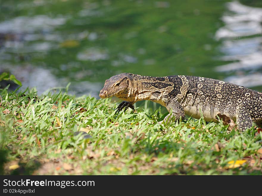 Varan salvator walking on ground to take sunbath