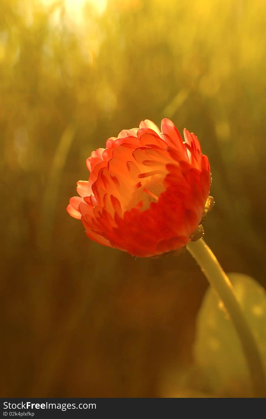 Bud Of The Daisy