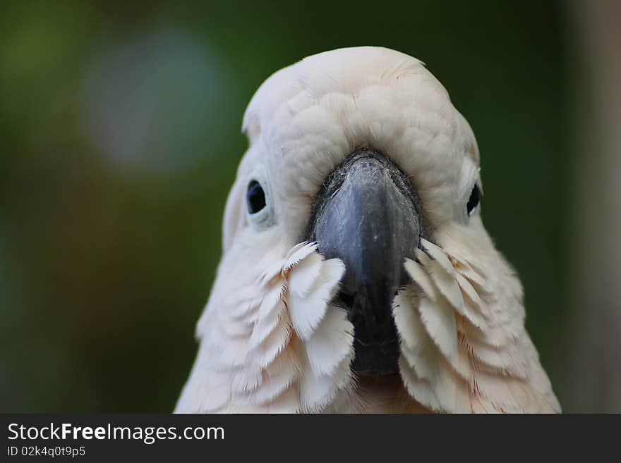 A detail of a white cockatoo.