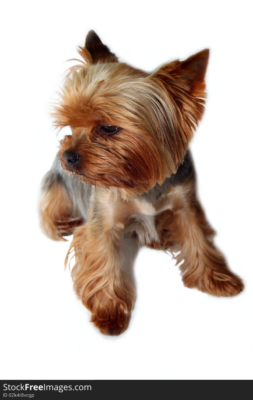 Yorkshire Terrier