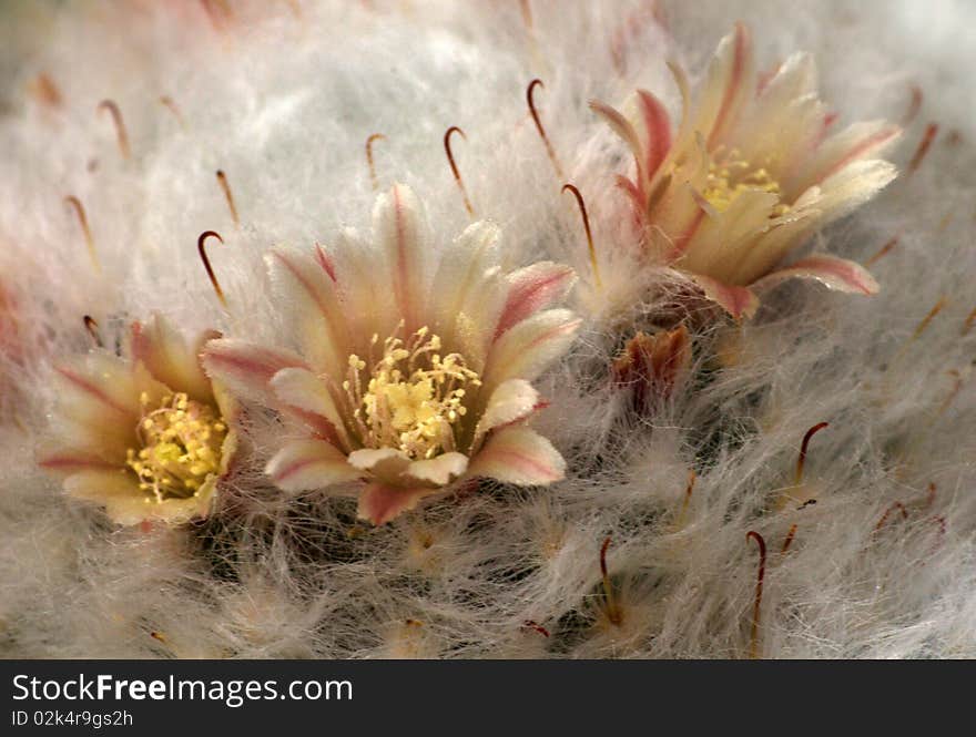 Cactus Flowers