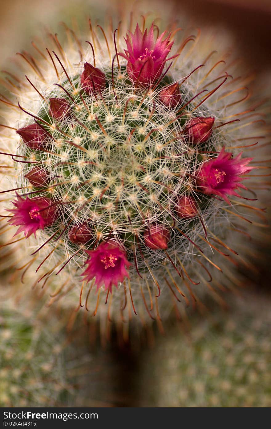 Cactus flowers